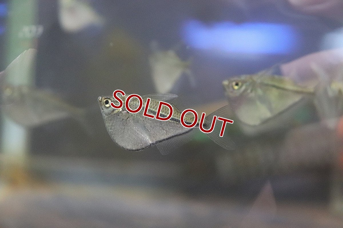 画像3: 【淡水魚】【通販】シルバーハチェット【1匹 サンプル画像】（生体）(カラシン)（熱帯魚）ＮＫＩＫ (3)
