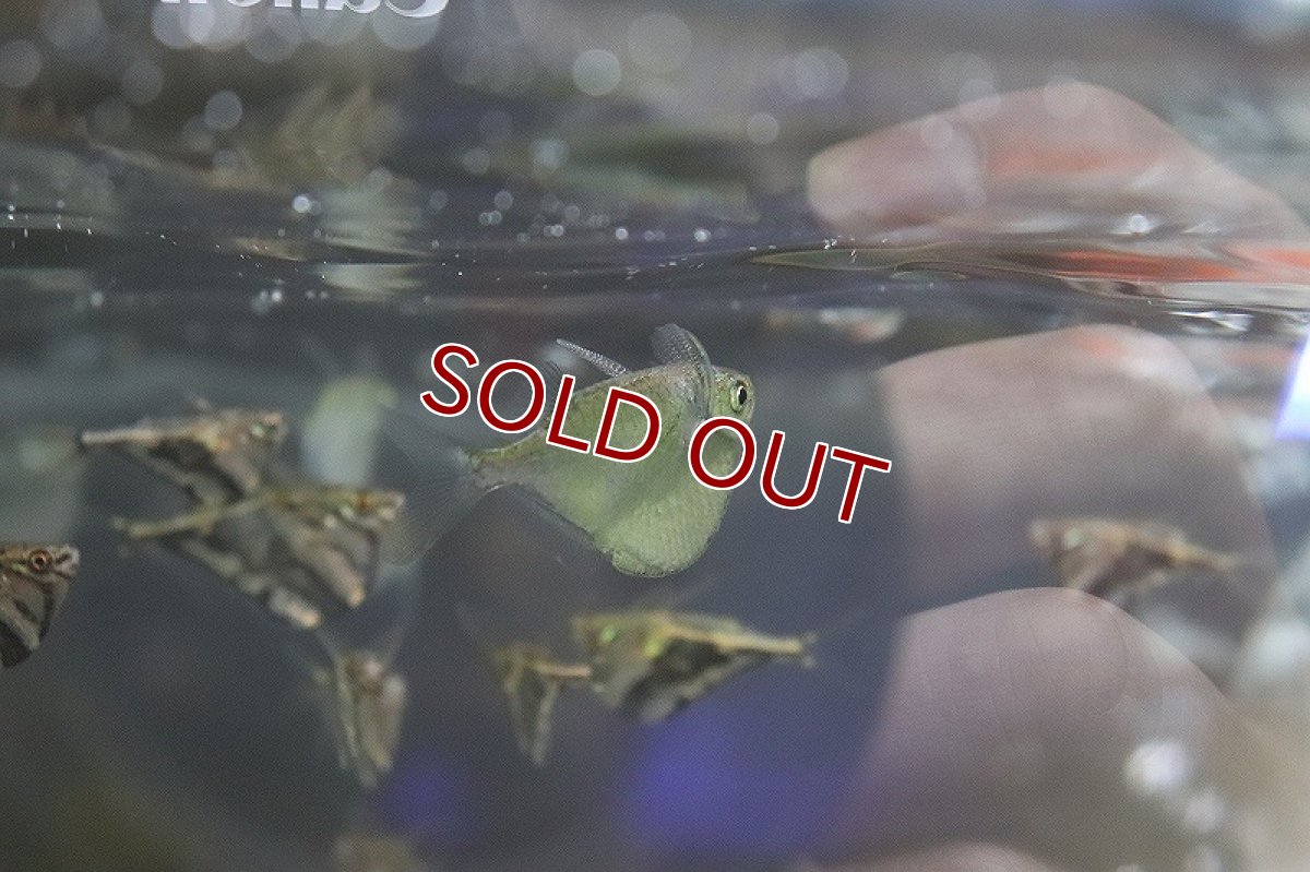 画像2: 【淡水魚】トラコハチェット ワイルド【1匹 サンプル画像】（生体）(カラシン)（熱帯魚）ＮＫＩＫ (2)