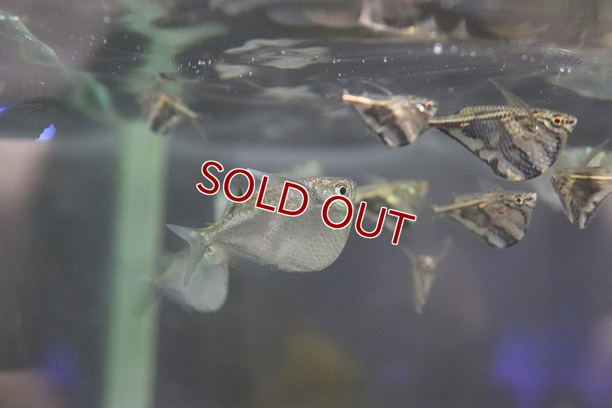 画像3: 【淡水魚】トラコハチェット ワイルド【1匹 サンプル画像】（生体）(カラシン)（熱帯魚）ＮＫＩＫ (3)