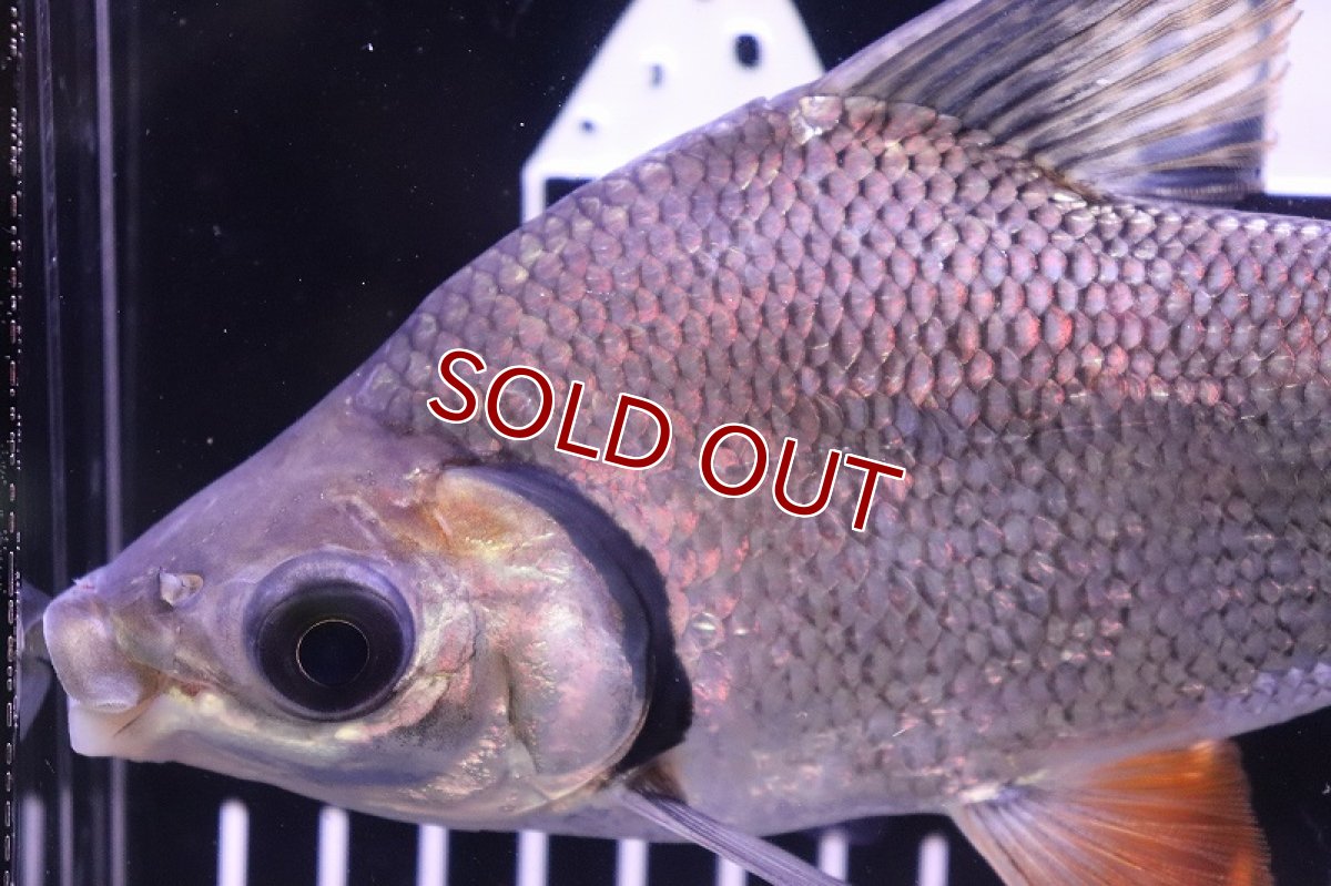 画像2: 【淡水魚】大特価 大きめ カラープロキロダス【1匹 サンプル画像】(±12-15cm)(生体)(大型魚)(熱帯魚)NKO (2)