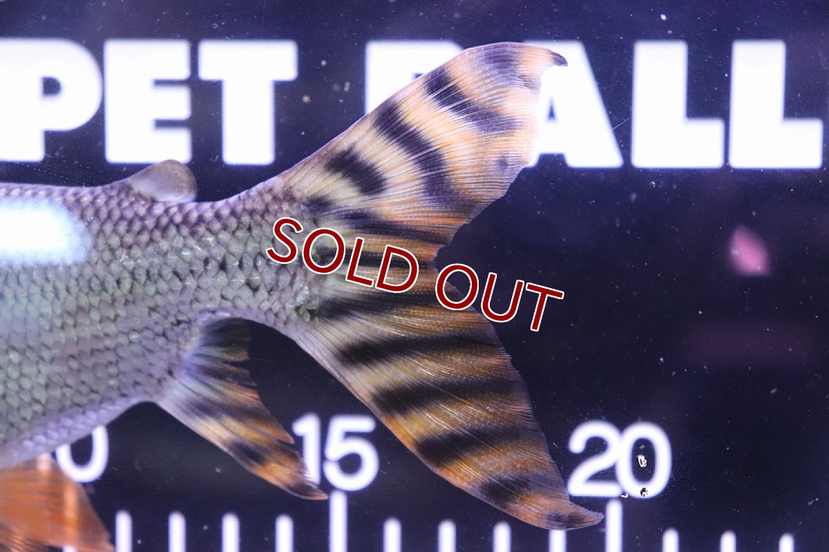 画像3: 【淡水魚】大特価 大きめ カラープロキロダス【1匹 サンプル画像】(±12-15cm)(生体)(大型魚)(熱帯魚)NKO (3)