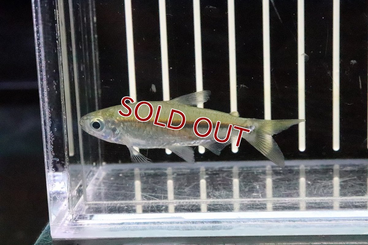 画像2: 【淡水魚】条件付 必ず説明をお読みください ブラックラインゴンゴテトラ ワイルド【1匹】(生体)(コンゴテトラ)(熱帯魚)NKIK (2)