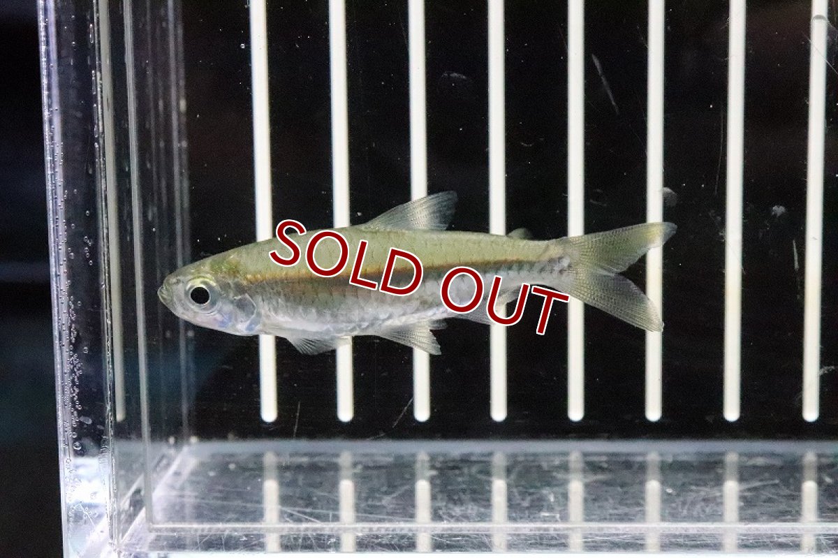 画像3: 【淡水魚】条件付 必ず説明をお読みください ブラックラインゴンゴテトラ ワイルド【1匹】(生体)(コンゴテトラ)(熱帯魚)NKIK (3)