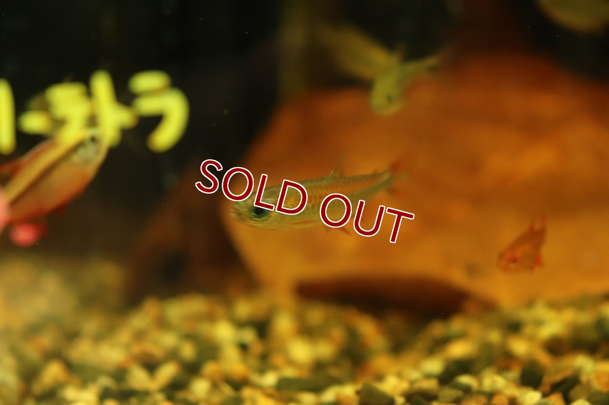 画像2: 【淡水魚】レア種 シャイニングブルーチェリーコンゴテトラ ワイルド【1匹 サンプル画像販売】(珍カラ)（生体）（熱帯魚）NKＣＫ (2)