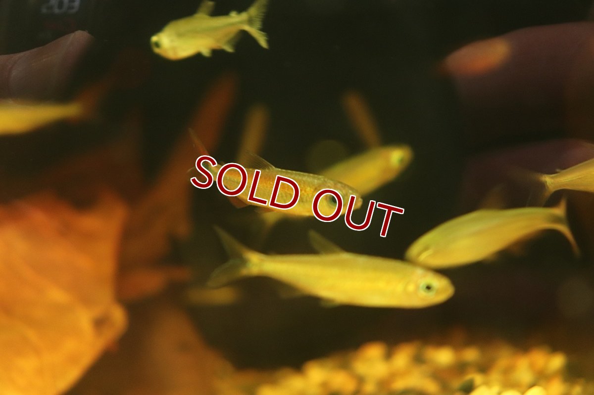 画像3: 【淡水魚】レア種 シャイニングブルーチェリーコンゴテトラ ワイルド【1匹 サンプル画像販売】(珍カラ)（生体）（熱帯魚）NKＣＫ (3)