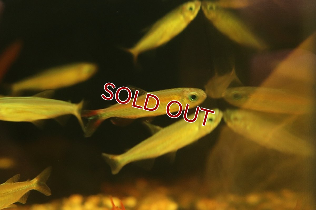 画像4: 【淡水魚】レア種 シャイニングブルーチェリーコンゴテトラ ワイルド【1匹 サンプル画像販売】(珍カラ)（生体）（熱帯魚）NKＣＫ (4)