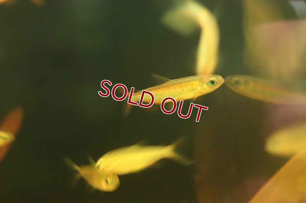 画像5: 【淡水魚】レア種 シャイニングブルーチェリーコンゴテトラ ワイルド【1匹 サンプル画像販売】(珍カラ)（生体）（熱帯魚）NKＣＫ (5)