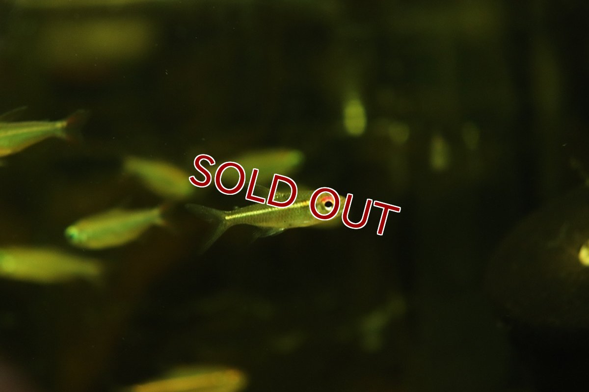 画像2: 【淡水魚】特価 赤目金線sp ヤムンダ ワイルド【1匹 サンプル画像販売】(珍カラ)（生体）（熱帯魚）NKＣＫ (2)