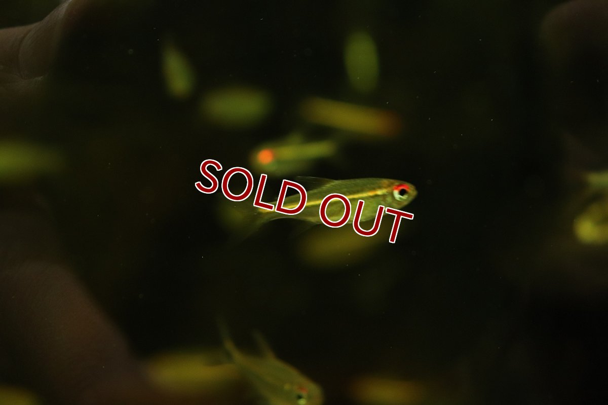 画像3: 【淡水魚】特価 赤目金線sp ヤムンダ ワイルド【1匹 サンプル画像販売】(珍カラ)（生体）（熱帯魚）NKＣＫ (3)