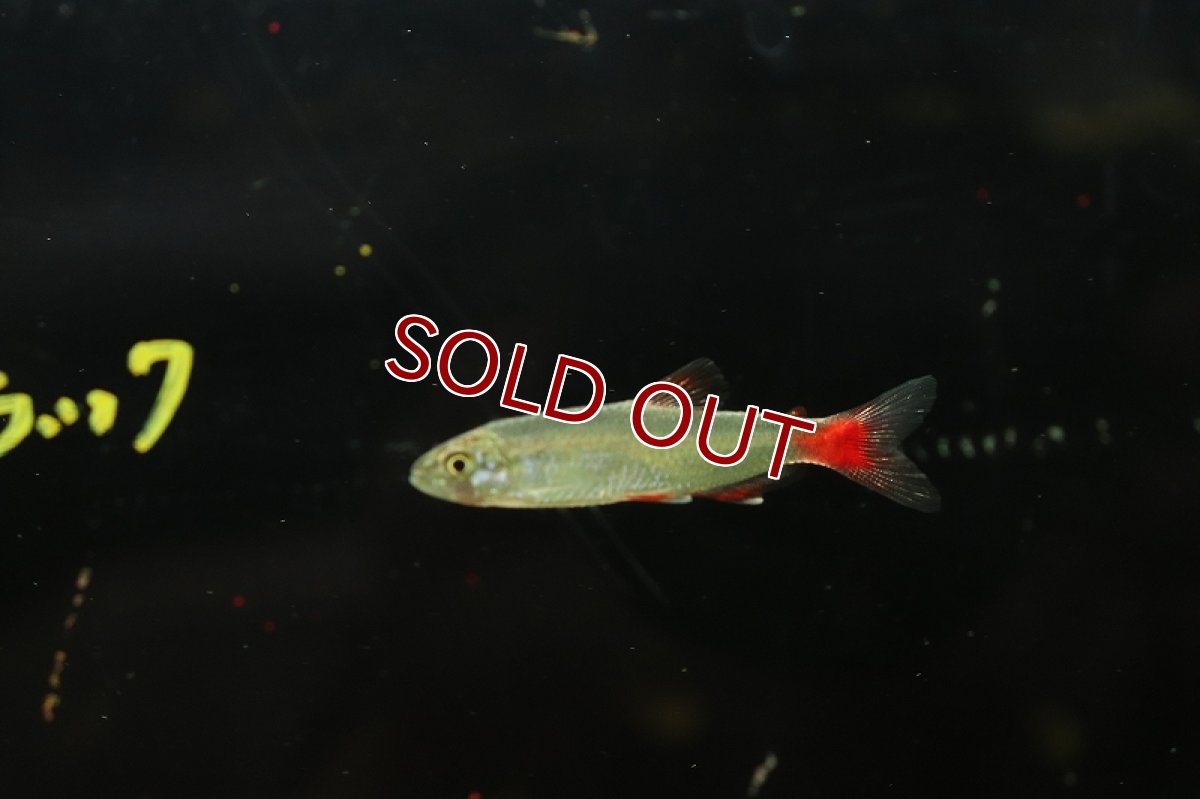 画像2: 【淡水魚】激レア 初入荷 ファイヤーテールアフィオカラックス リオテレスピレス産 ワイルド【1匹 サンプル画像販売】（生体）（熱帯魚）NKＣＫ (2)