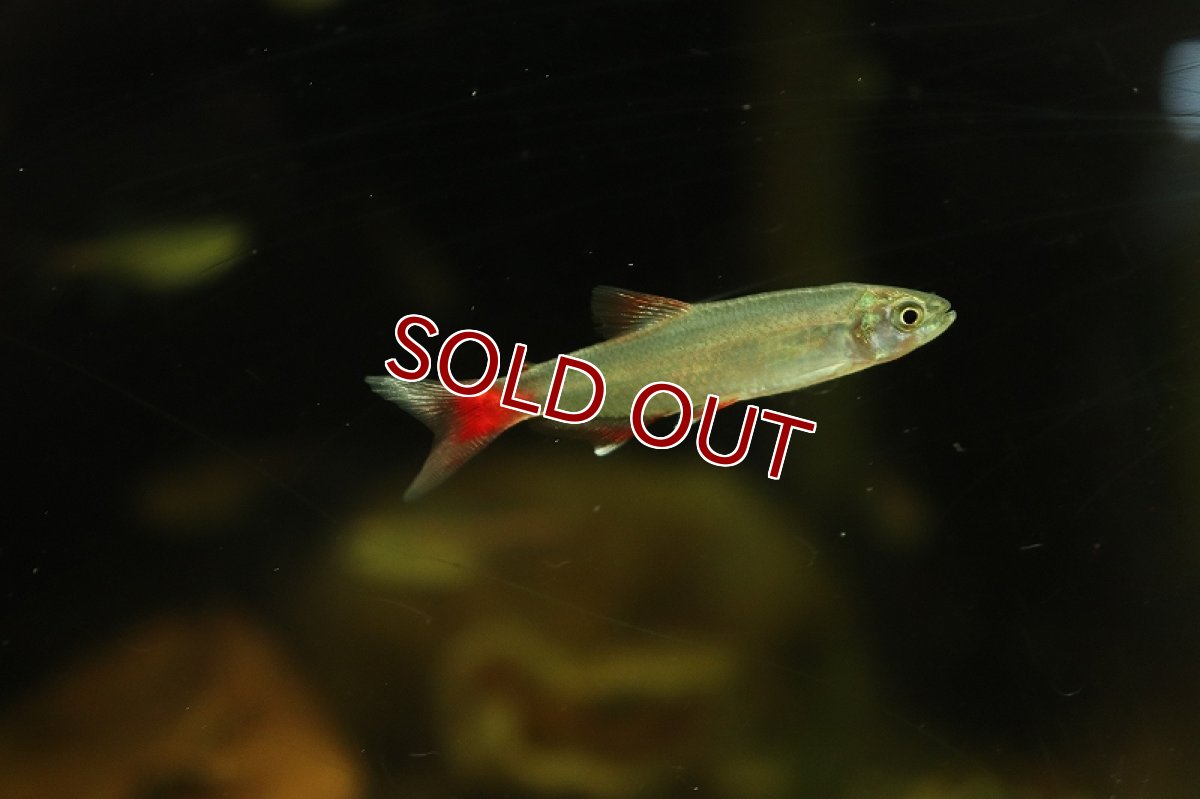 画像3: 【淡水魚】激レア 初入荷 ファイヤーテールアフィオカラックス リオテレスピレス産 ワイルド【1匹 サンプル画像販売】（生体）（熱帯魚）NKＣＫ (3)