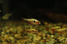 画像1: 【淡水魚】【通販】特価ア プラチナ キャリスタステトラ パンタナール産 ワイルド【1匹 サンプル画像販売】(珍カラ)（生体）（熱帯魚）NKＣＫ (1)