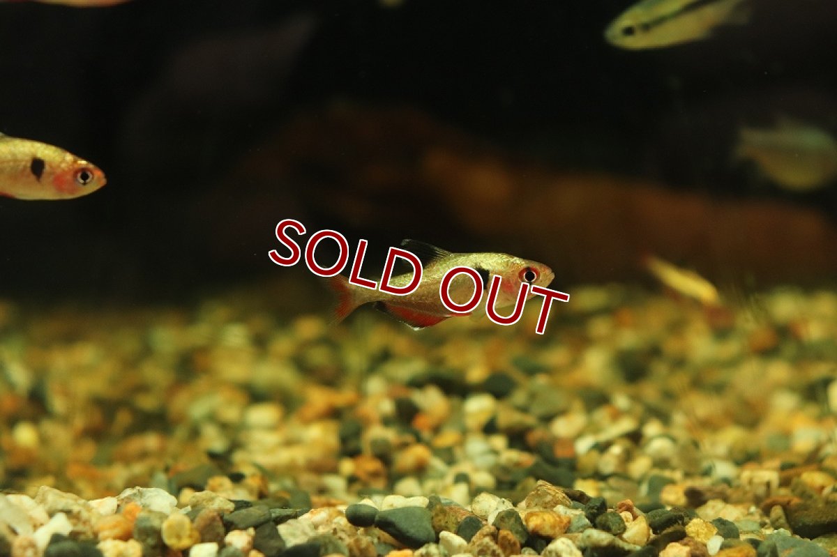 画像2: 【淡水魚】特価ア プラチナ キャリスタステトラ パンタナール産 ワイルド【1匹 サンプル画像販売】(珍カラ)（生体）（熱帯魚）NKＣＫ (2)