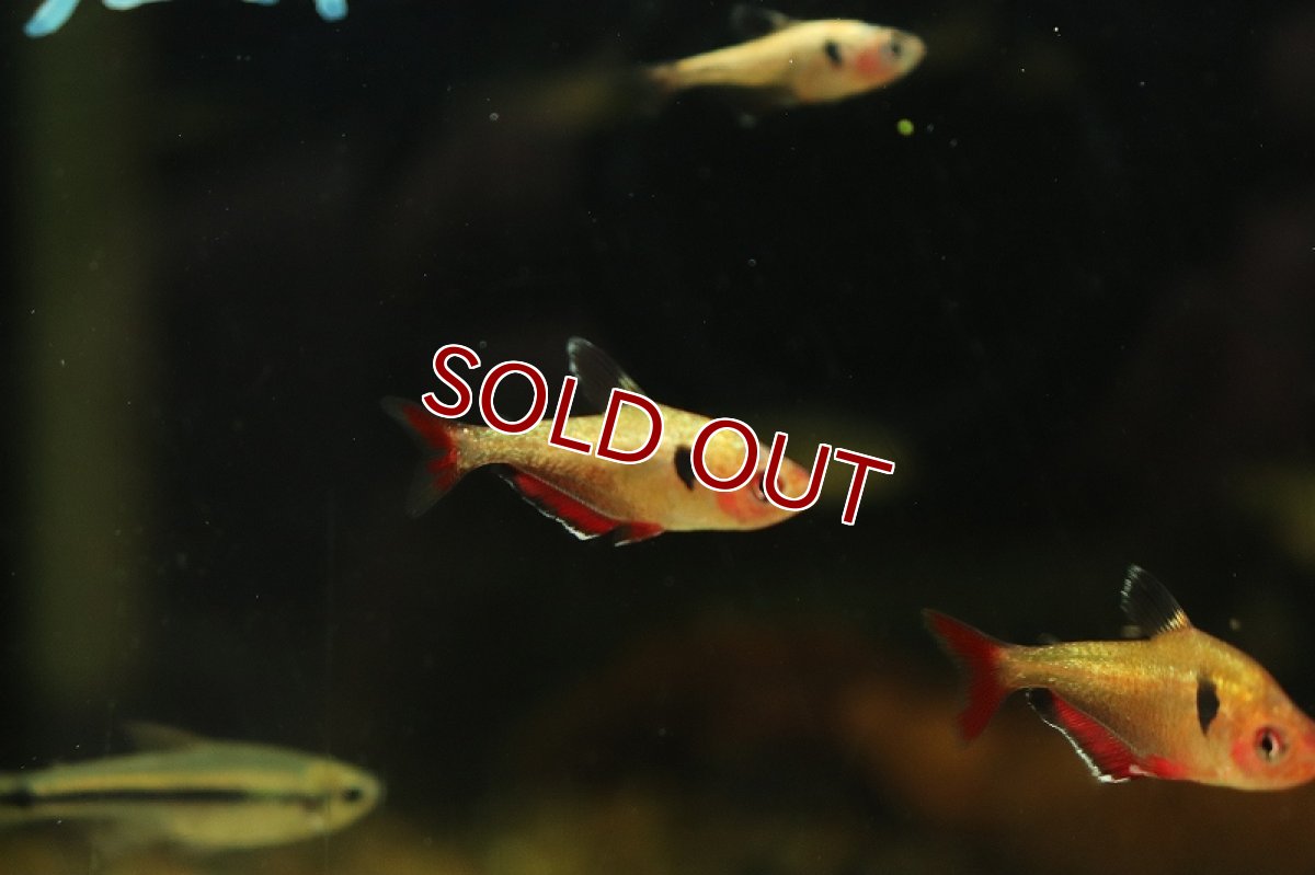 画像3: 【淡水魚】特価ア プラチナ キャリスタステトラ パンタナール産 ワイルド【1匹 サンプル画像販売】(珍カラ)（生体）（熱帯魚）NKＣＫ (3)