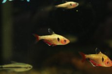 画像3: 【淡水魚】【通販】特価ア プラチナ キャリスタステトラ パンタナール産 ワイルド【1匹 サンプル画像販売】(珍カラ)（生体）（熱帯魚）NKＣＫ (3)