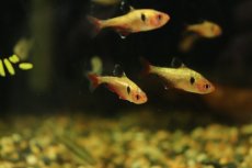 画像4: 【淡水魚】【通販】特価ア プラチナ キャリスタステトラ パンタナール産 ワイルド【1匹 サンプル画像販売】(珍カラ)（生体）（熱帯魚）NKＣＫ (4)