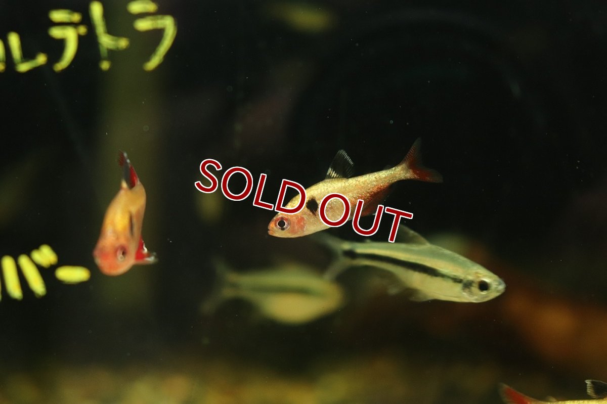 画像5: 【淡水魚】特価ア プラチナ キャリスタステトラ パンタナール産 ワイルド【1匹 サンプル画像販売】(珍カラ)（生体）（熱帯魚）NKＣＫ (5)