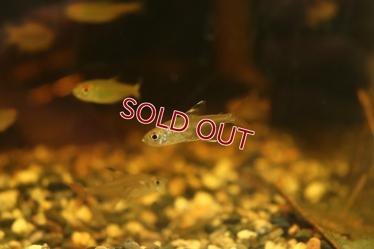 画像2: 【淡水魚】ハイフェソブリコン タパジョスコペランディ(タパジョスII) タパジョス産 ワイルド【1匹 サンプル画像販売】（生体）（熱帯魚）NKＣＫ (2)