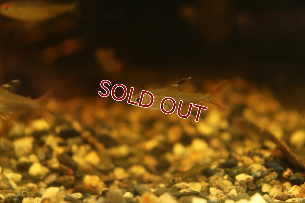 画像3: 【淡水魚】ハイフェソブリコン タパジョスコペランディ(タパジョスII) タパジョス産 ワイルド【1匹 サンプル画像販売】（生体）（熱帯魚）NKＣＫ (3)