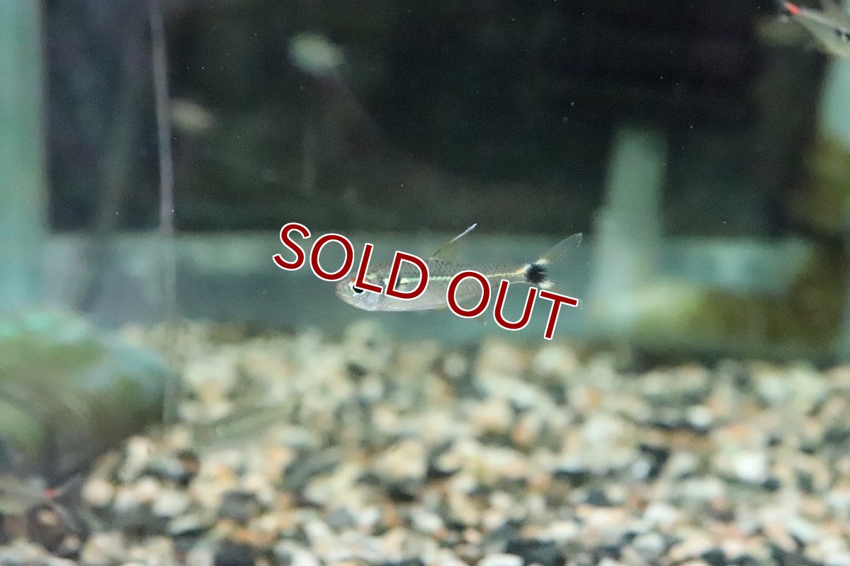 画像2: 【淡水魚】レア種 フラッシュグリーンラインテトラ リオタパジョス産 ワイルド【1匹】（生体）(珍カラ)（熱帯魚）NKCR (2)