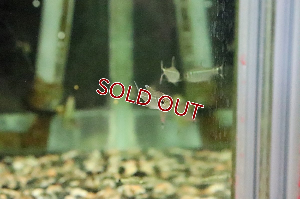 画像3: 【淡水魚】レア種 フラッシュグリーンラインテトラ リオタパジョス産 ワイルド【1匹】（生体）(珍カラ)（熱帯魚）NKCR (3)