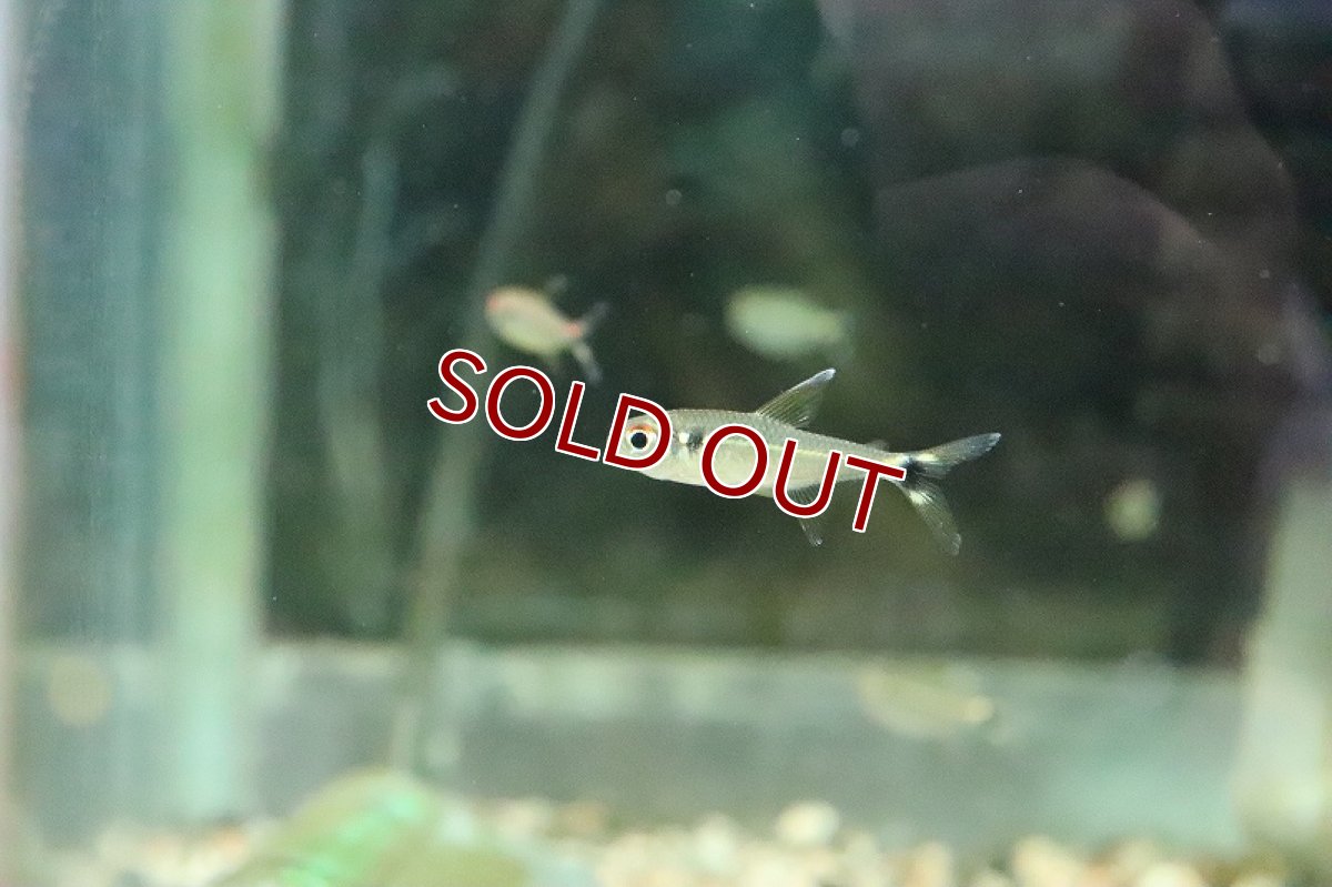 画像4: 【淡水魚】レア種 フラッシュグリーンラインテトラ リオタパジョス産 ワイルド【1匹】（生体）(珍カラ)（熱帯魚）NKCR (4)