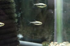 画像1: 【淡水魚】【通販】プラチナ(ゴールデン)ブラックネオンテトラ パンタナール産 ワイルド【1匹】（生体）(珍カラ)（熱帯魚）NKCR (1)