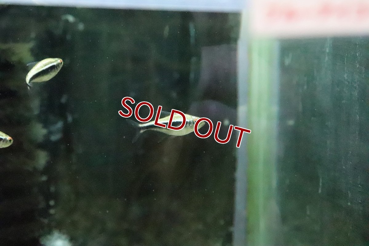 画像2: 【淡水魚】プラチナ(ゴールデン)ブラックネオンテトラ パンタナール産 ワイルド【1匹】（生体）(珍カラ)（熱帯魚）NKCR (2)