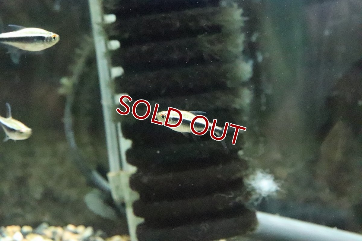 画像3: 【淡水魚】プラチナ(ゴールデン)ブラックネオンテトラ パンタナール産 ワイルド【1匹】（生体）(珍カラ)（熱帯魚）NKCR (3)