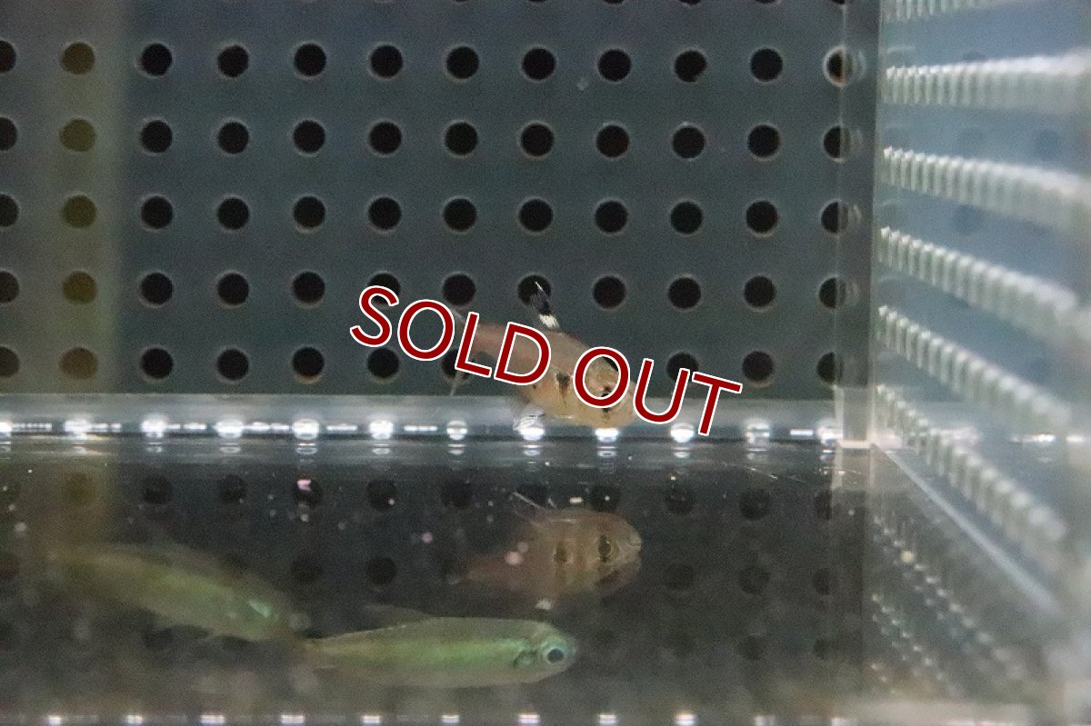 画像2: 【淡水魚】ダークレッドハラルドシュルツィ アルトタパジョス ピメンタル産 ワイルド【1匹】（生体）(珍カラ)（熱帯魚）NKCR (2)