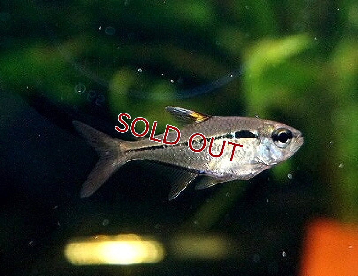 画像1: 【淡水魚】【通販】かなり久々入荷 ウルレイテトラ パンタナール産 ワイルド【1匹 サンプル画像】（生体）(珍カラ)（熱帯魚）NKCR (1)