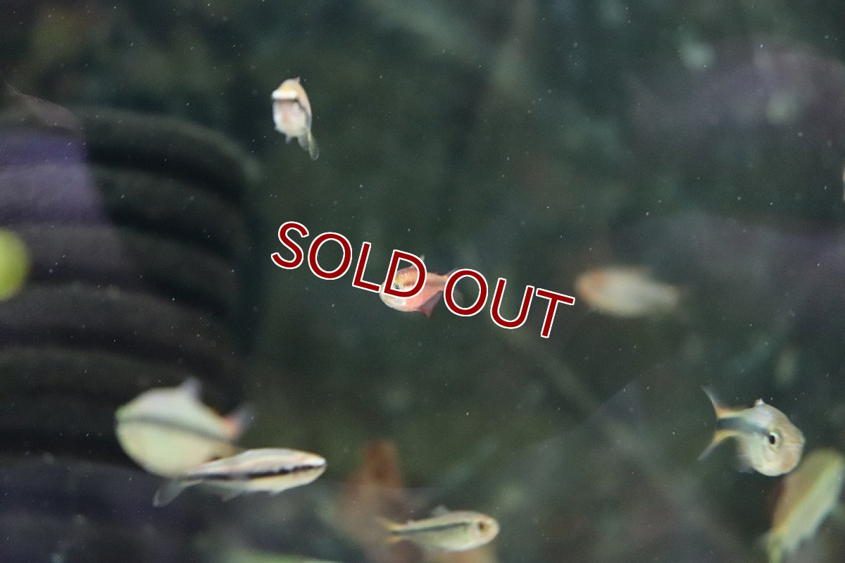 画像2: 【淡水魚】激レア セミプラチナ スーパーレッドデビルテトラ ワイルド【1匹】（生体）(珍カラ)（熱帯魚）NKCR (2)