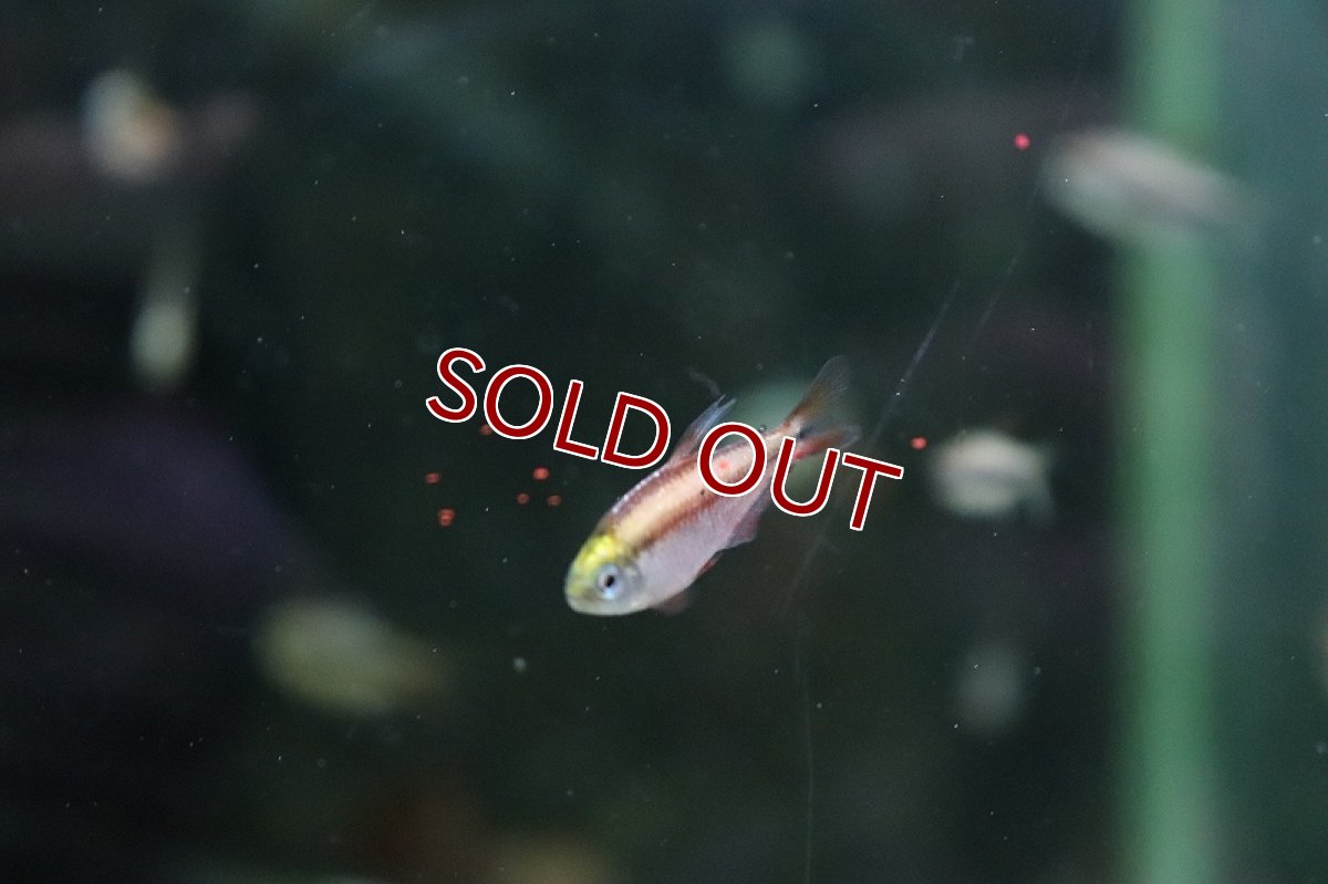 画像3: 【淡水魚】激レア セミプラチナ スーパーレッドデビルテトラ ワイルド【1匹】（生体）(珍カラ)（熱帯魚）NKCR (3)