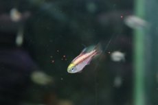 画像3: 【淡水魚】【通販】激レア セミプラチナ スーパーレッドデビルテトラ ワイルド【1匹】（生体）(珍カラ)（熱帯魚）NKCR (3)