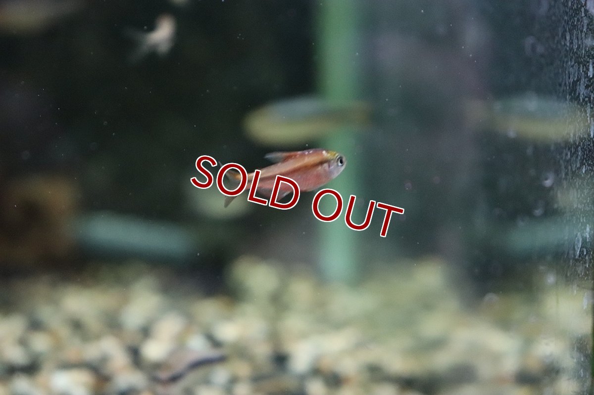 画像4: 【淡水魚】激レア セミプラチナ スーパーレッドデビルテトラ ワイルド【1匹】（生体）(珍カラ)（熱帯魚）NKCR (4)