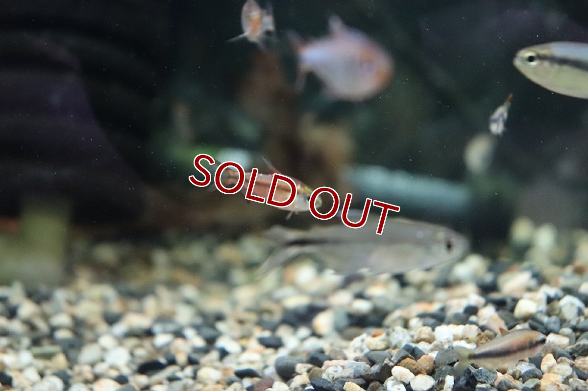 画像5: 【淡水魚】激レア セミプラチナ スーパーレッドデビルテトラ ワイルド【1匹】（生体）(珍カラ)（熱帯魚）NKCR (5)