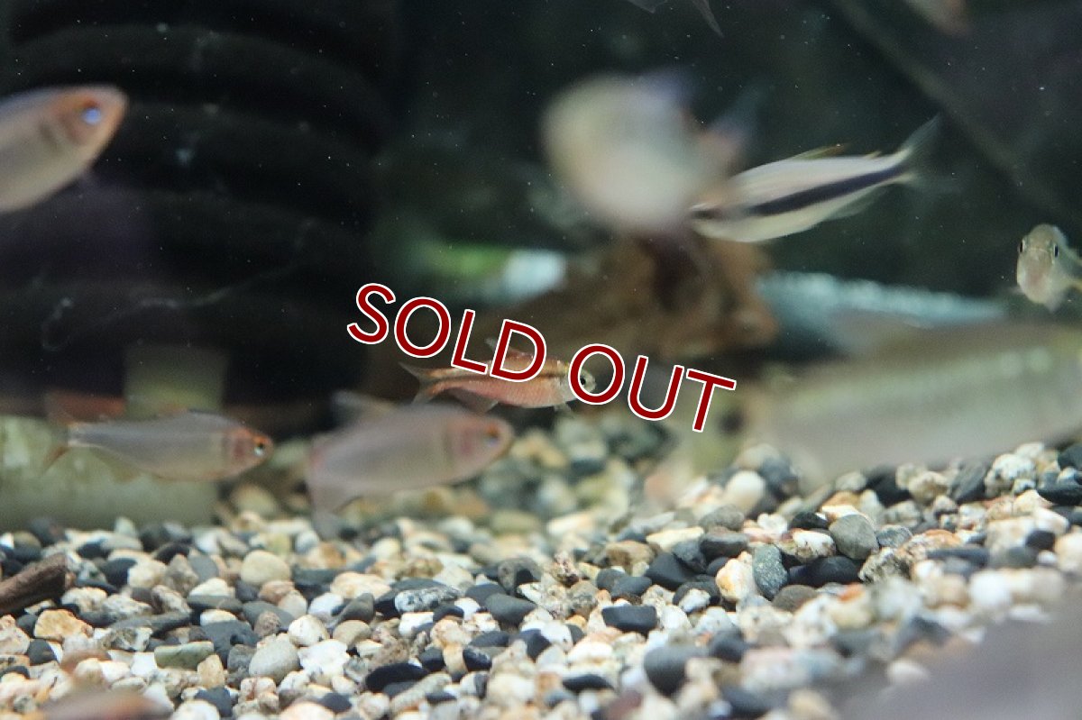 画像6: 【淡水魚】激レア セミプラチナ スーパーレッドデビルテトラ ワイルド【1匹】（生体）(珍カラ)（熱帯魚）NKCR (6)