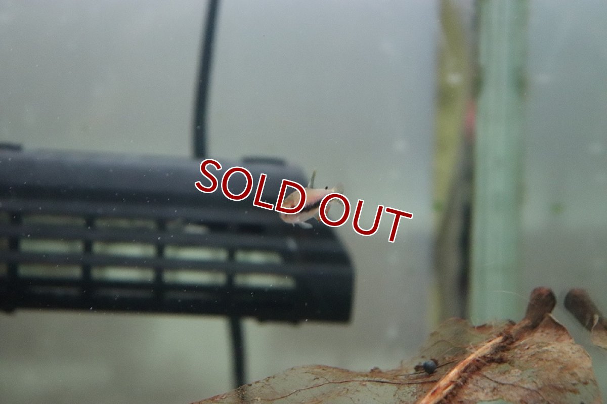 画像3: 【淡水魚】【通販】激爆安 超激レア クィーンケリー ワイルド【1匹 サンプル画像】（生体）(珍カラ)（熱帯魚）NKCR (3)