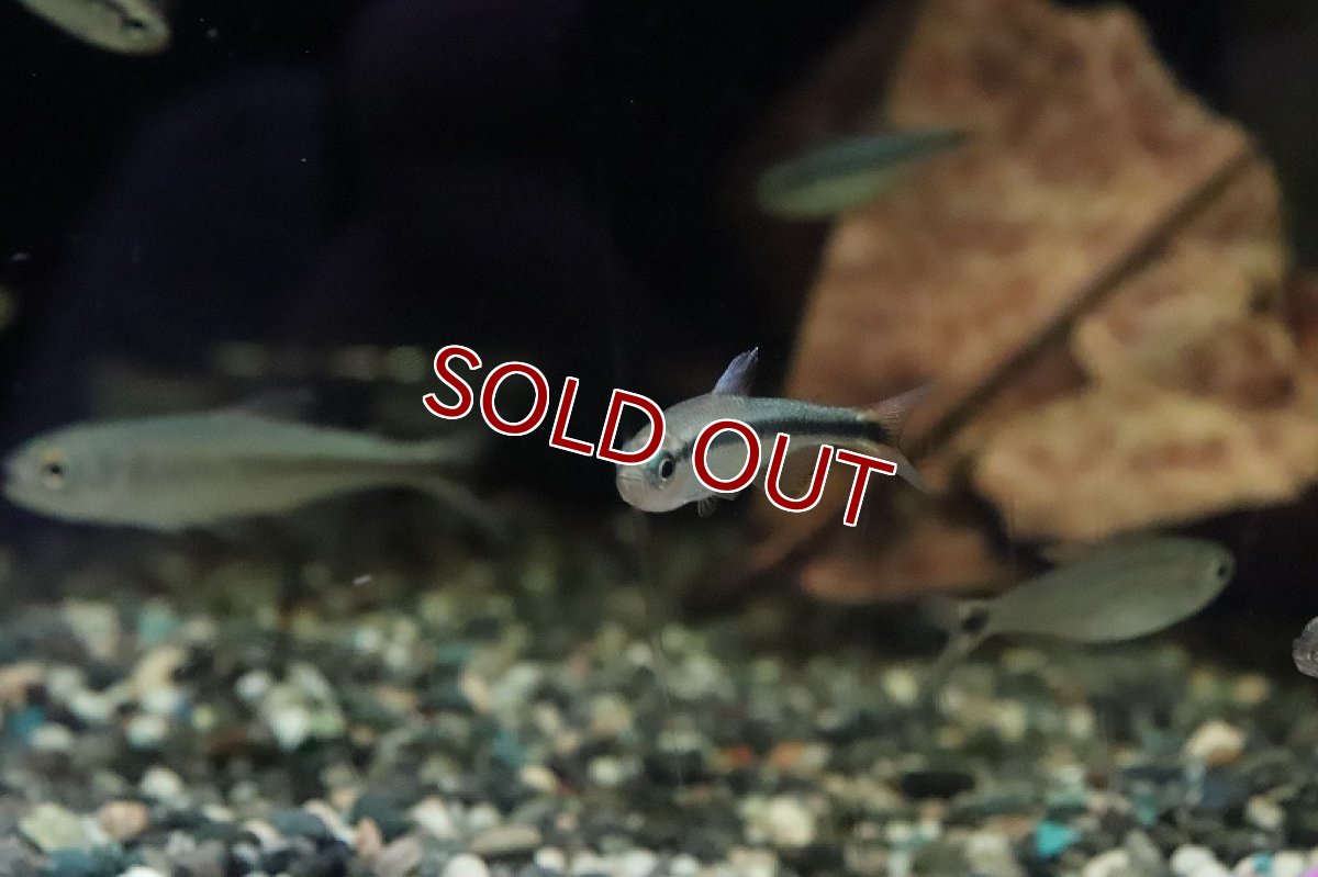 画像2: 【淡水魚】ブルーリボンテトラ III ワイルド【1匹】（生体）(珍カラ)（熱帯魚）NKCK (2)