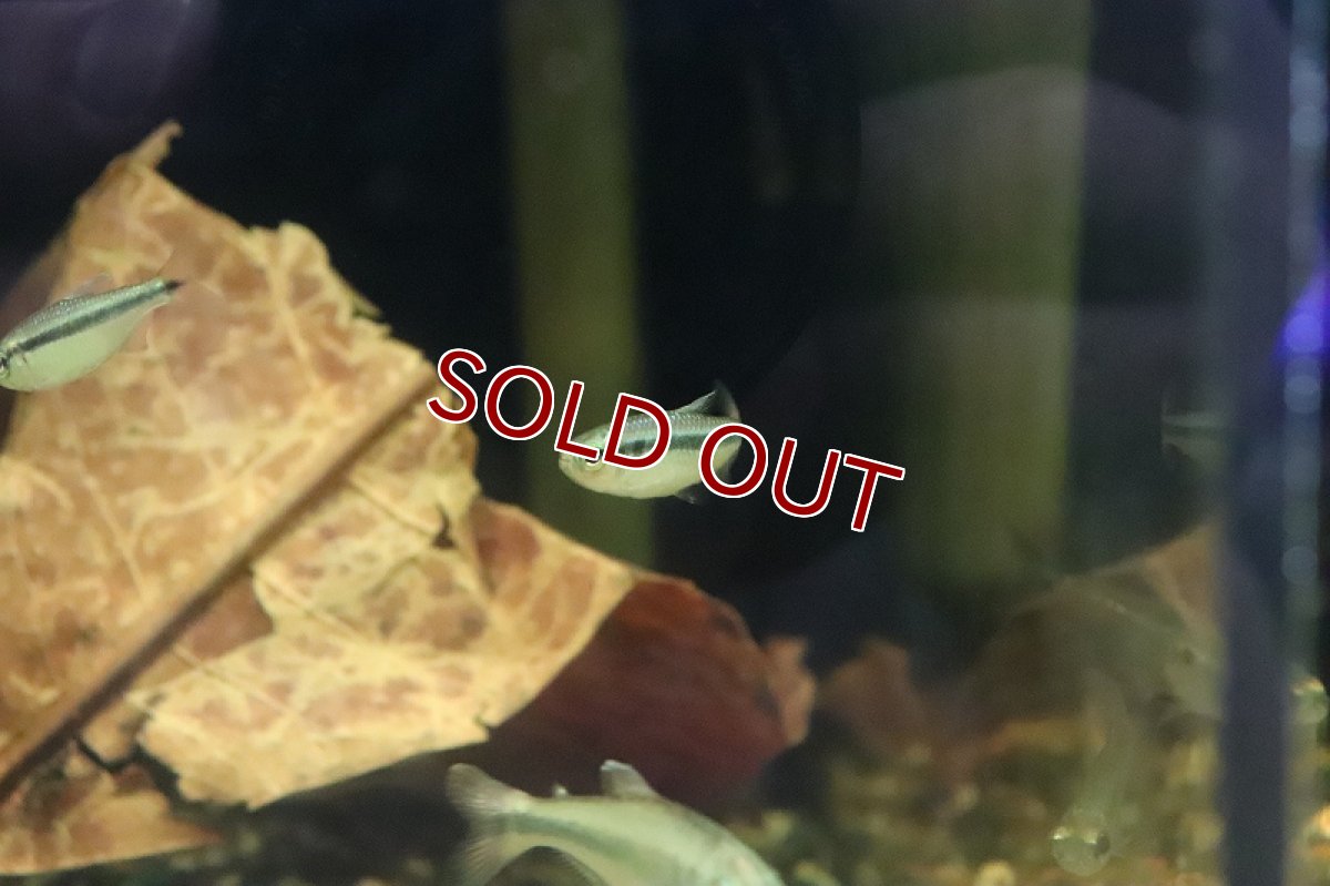 画像3: 【淡水魚】ブルーリボンテトラ III ワイルド【1匹】（生体）(珍カラ)（熱帯魚）NKCK (3)