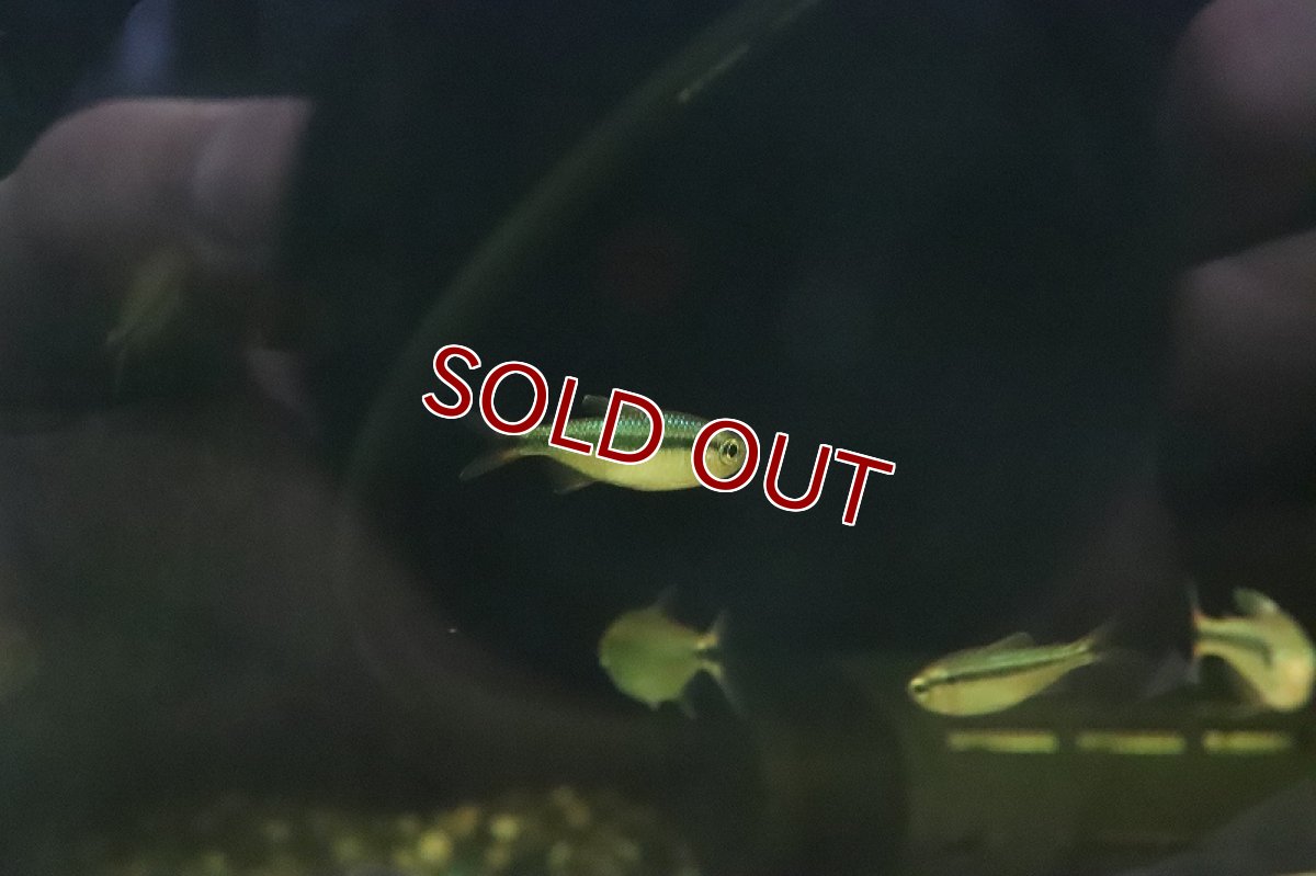 画像4: 【淡水魚】ブルーリボンテトラ III ワイルド【1匹】（生体）(珍カラ)（熱帯魚）NKCK (4)