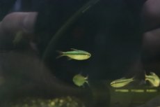 画像4: 【淡水魚】【通販】ブルーリボンテトラ III ワイルド【1匹】（生体）(珍カラ)（熱帯魚）NKCK (4)