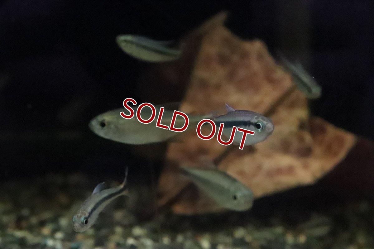 画像5: 【淡水魚】ブルーリボンテトラ III ワイルド【1匹】（生体）(珍カラ)（熱帯魚）NKCK (5)