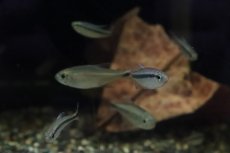 画像5: 【淡水魚】【通販】ブルーリボンテトラ III ワイルド【1匹】（生体）(珍カラ)（熱帯魚）NKCK (5)