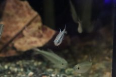 画像7: 【淡水魚】【通販】ブルーリボンテトラ III ワイルド【1匹】（生体）(珍カラ)（熱帯魚）NKCK (7)