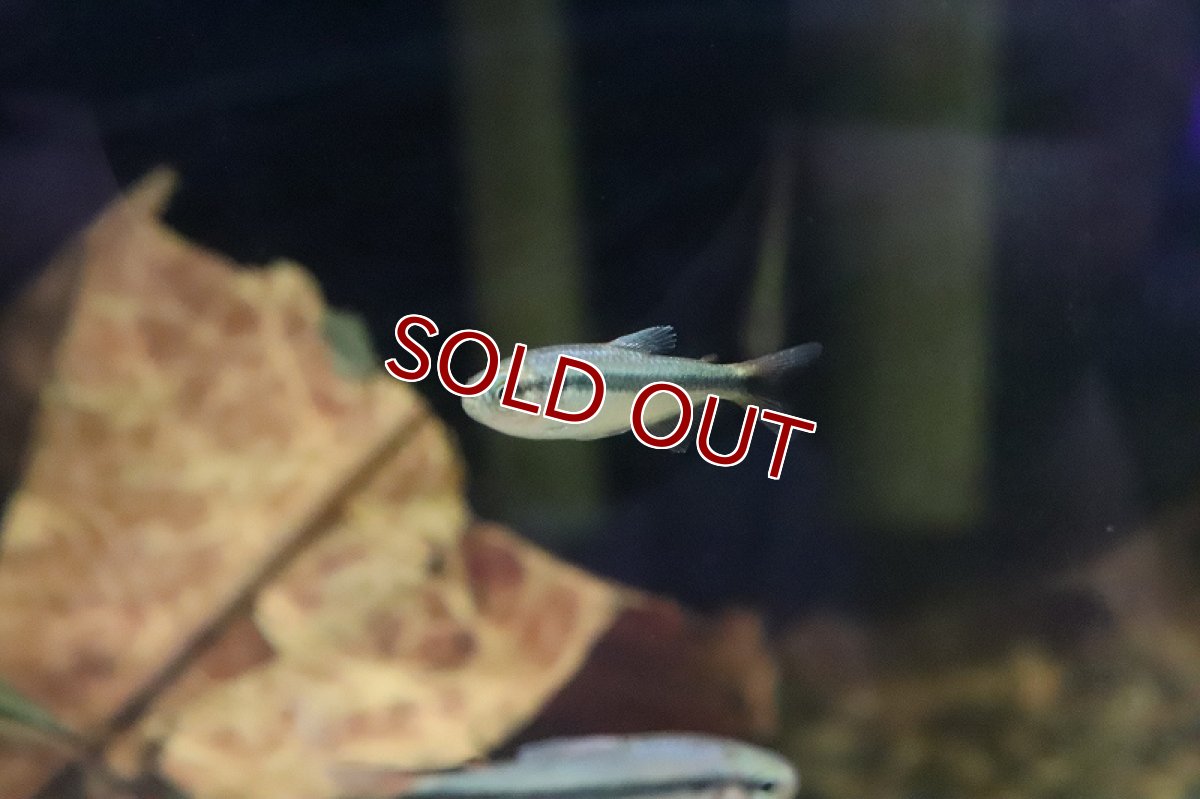 画像8: 【淡水魚】ブルーリボンテトラ III ワイルド【1匹】（生体）(珍カラ)（熱帯魚）NKCK (8)