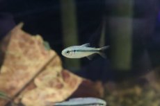 画像8: 【淡水魚】【通販】ブルーリボンテトラ III ワイルド【1匹】（生体）(珍カラ)（熱帯魚）NKCK (8)