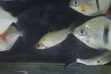 画像1: 【淡水魚】【通販】大特価 大きめ ディスティコダス ノボリ ワイルド【1匹 サンプル画像】(±6-7cm)（生体）(大型魚)（熱帯魚）NKCK (1)