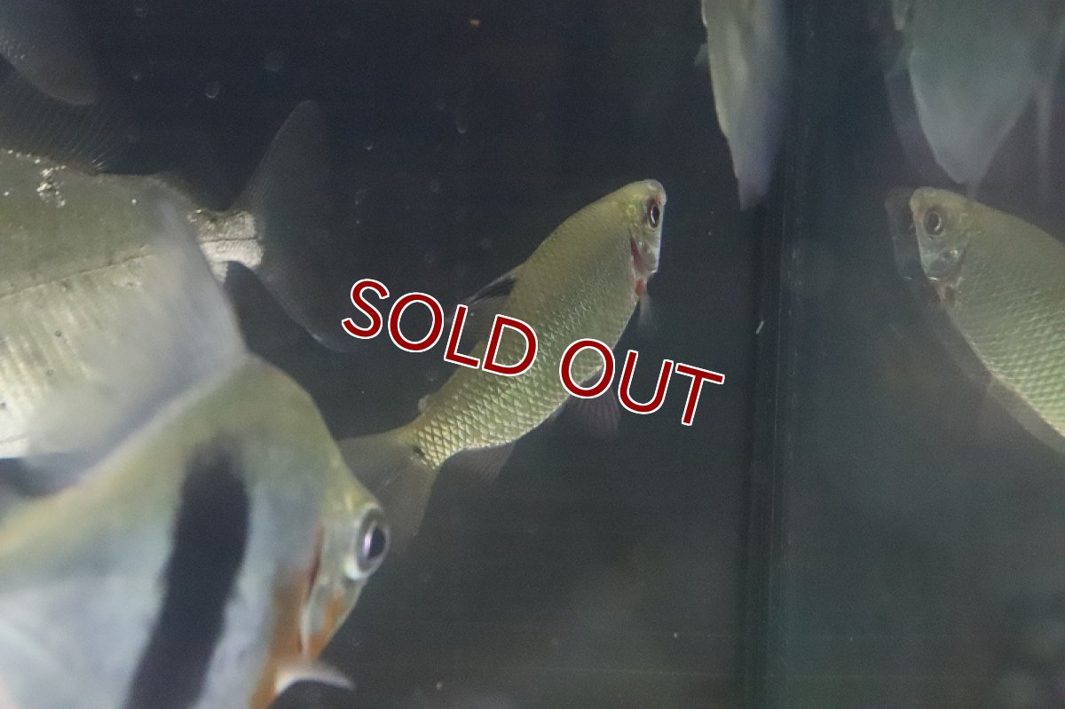 画像2: 【淡水魚】大特価 大きめ ディスティコダス ノボリ ワイルド【1匹 サンプル画像】(±6-7cm)（生体）(大型魚)（熱帯魚）NKCK (2)