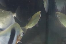 画像2: 【淡水魚】【通販】大特価 大きめ ディスティコダス ノボリ ワイルド【1匹 サンプル画像】(±6-7cm)（生体）(大型魚)（熱帯魚）NKCK (2)